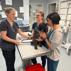 veterinarian job team environment
