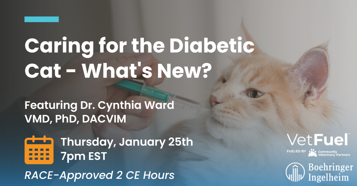 Diabetic Cat Date and Time