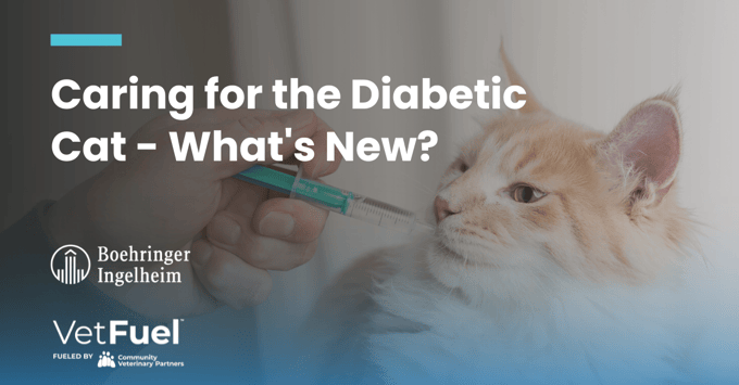 Diabetic Cat- VetFuel Subscribe